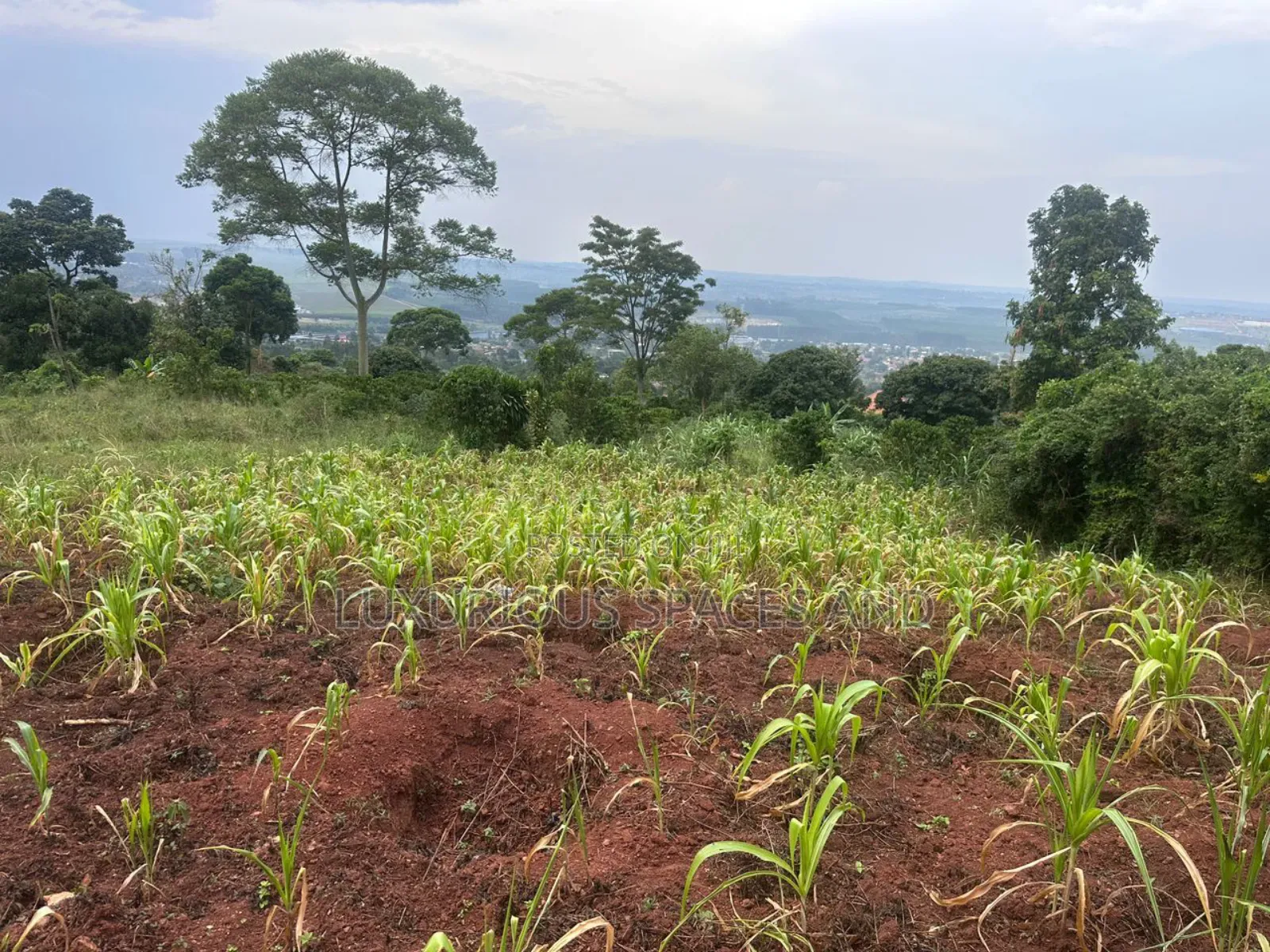 Mbalala-Lukonge 4kms From Mukono Tc
2kms From the Main Road
Jomayi