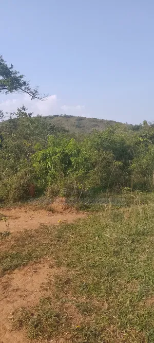 50 Acres Of Land For Sale In Bukomero Kiboga 15m Each