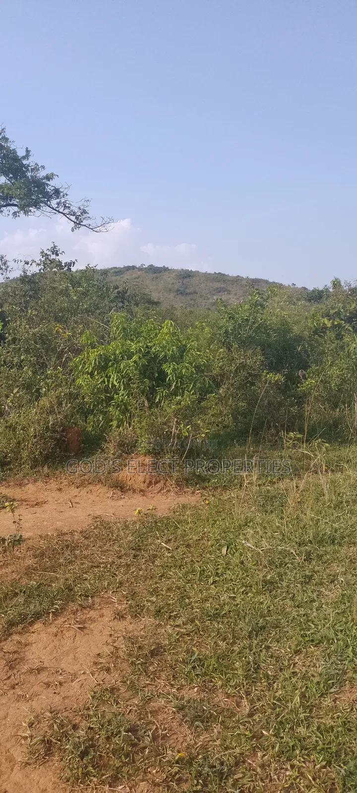 50 Acres Of Land For Sale In Bukomero Kiboga 15m Each