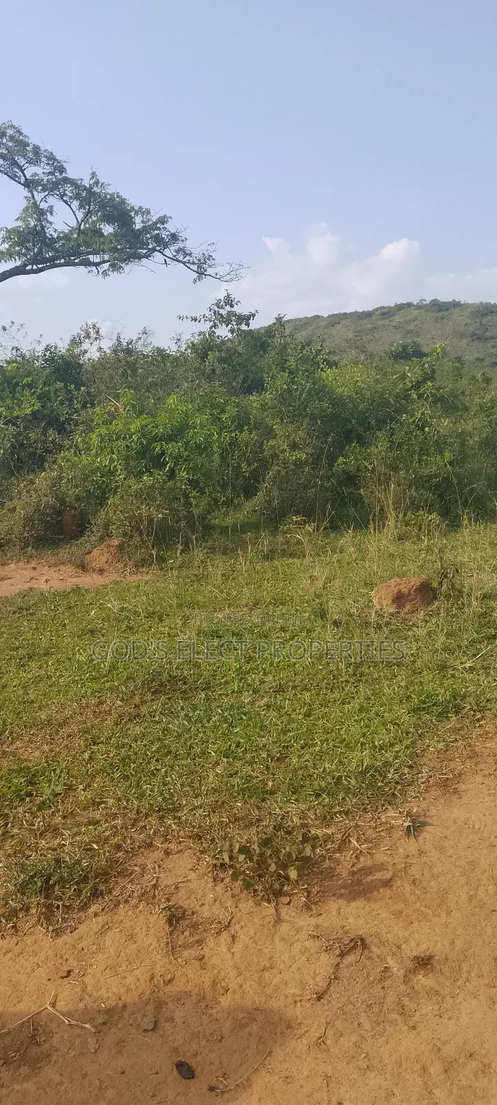 50 Acres Of Land For Sale In Bukomero Kiboga 15m Each