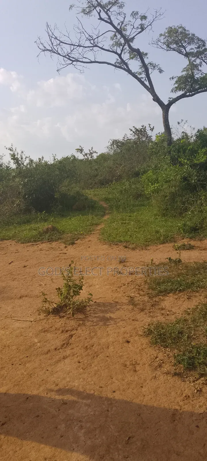 50 Acres Of Land For Sale In Bukomero Kiboga 15m Each