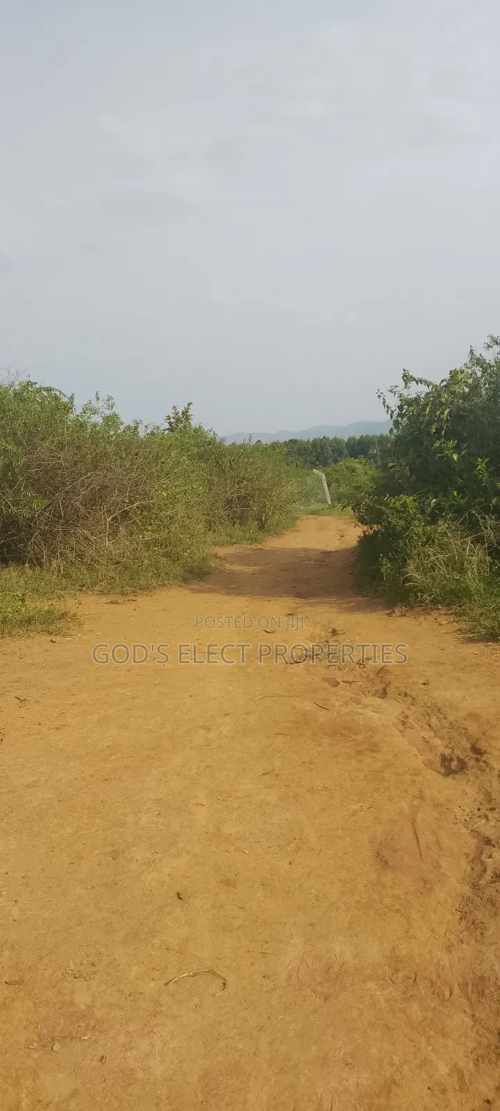 50 Acres Of Land For Sale In Bukomero Kiboga 15m Each