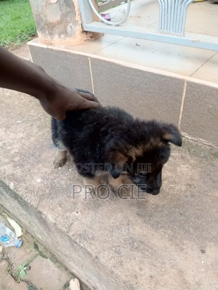 0-1 month Male Purebred German Shepherd