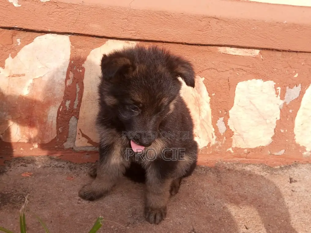 0-1 month Male Purebred German Shepherd