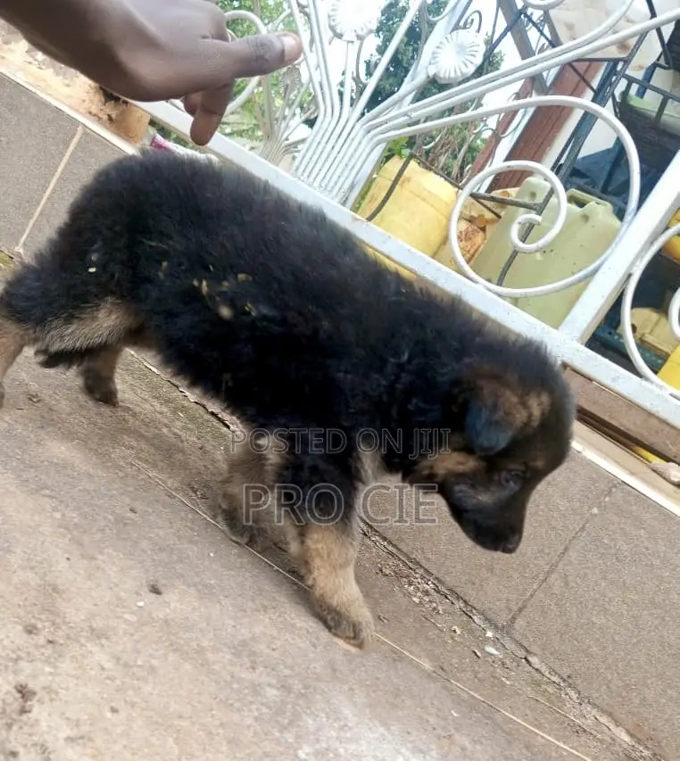 0-1 month Male Purebred German Shepherd