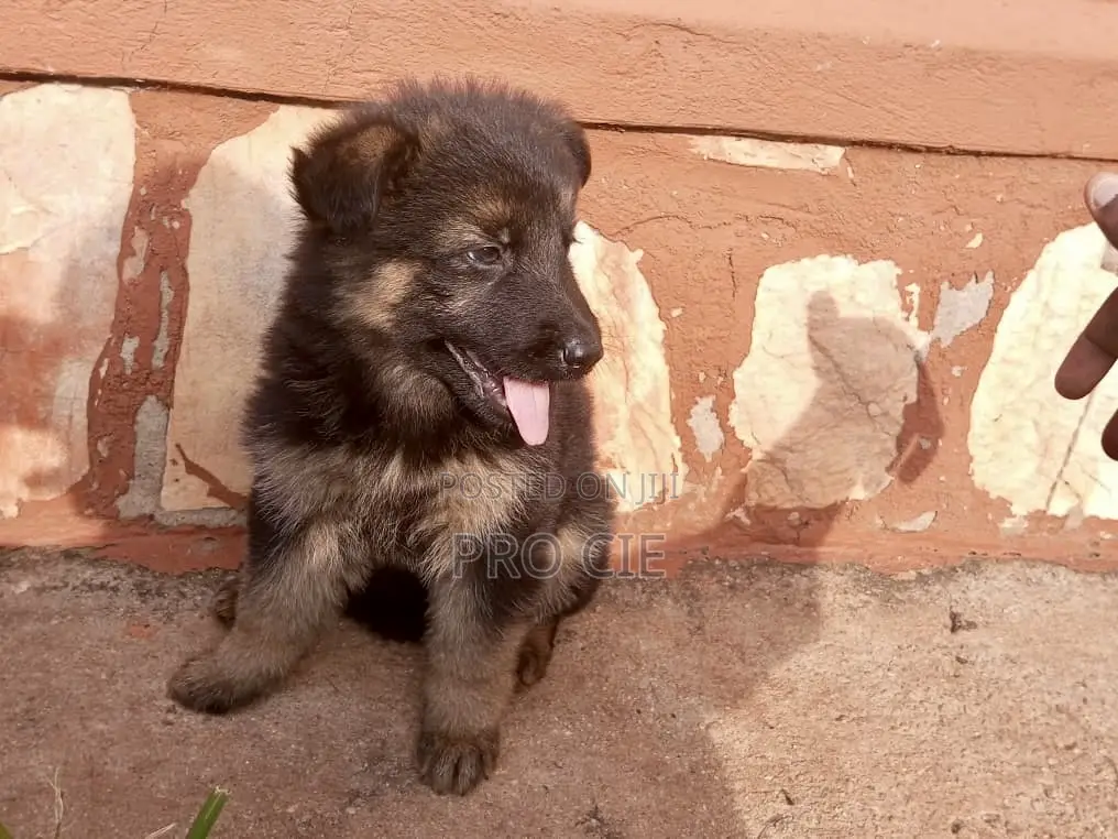 0-1 month Male Purebred German Shepherd