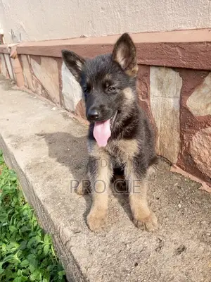 0-1 month Male Purebred German Shepherd