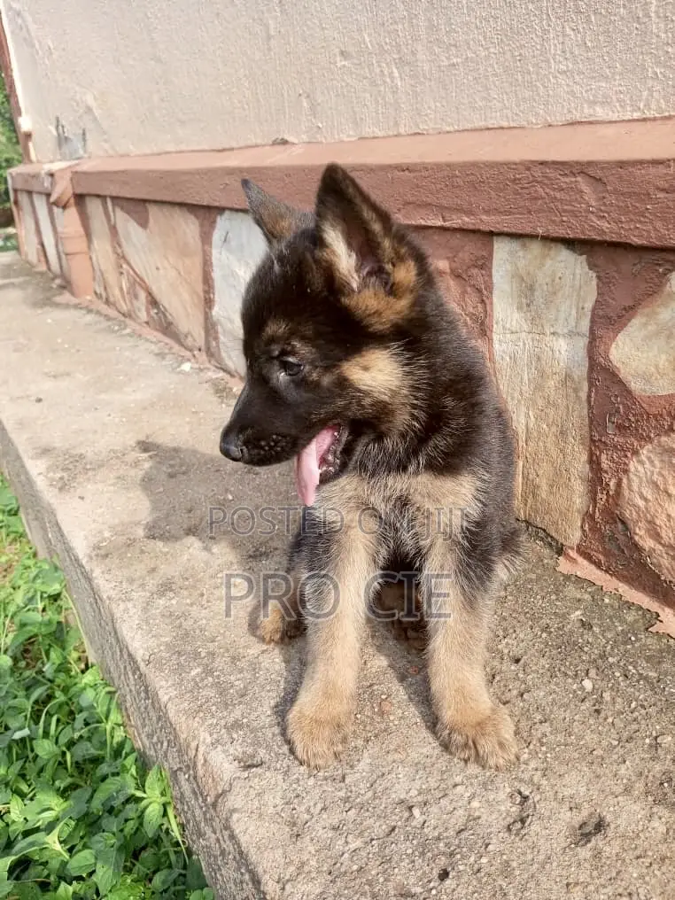 0-1 month Male Purebred German Shepherd