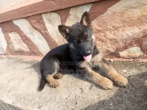 0-1 month Male Purebred German Shepherd