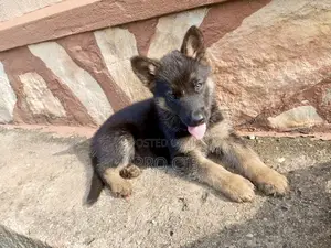 0-1 month Male Purebred German Shepherd
