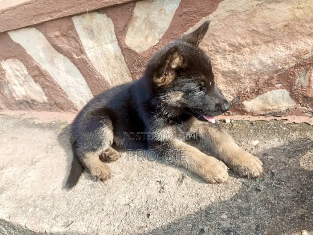 0-1 month Male Purebred German Shepherd