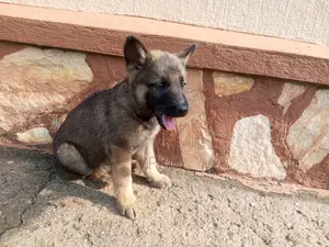 0-1 month Male Purebred German Shepherd