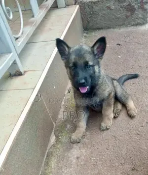 0-1 month Male Purebred German Shepherd
