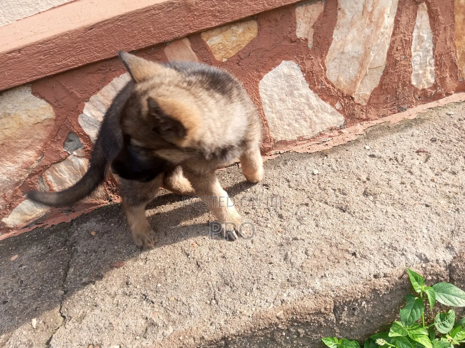 0-1 month Male Purebred German Shepherd