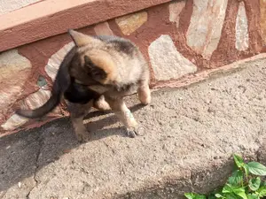 0-1 month Male Purebred German Shepherd