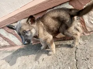 0-1 month Male Purebred German Shepherd