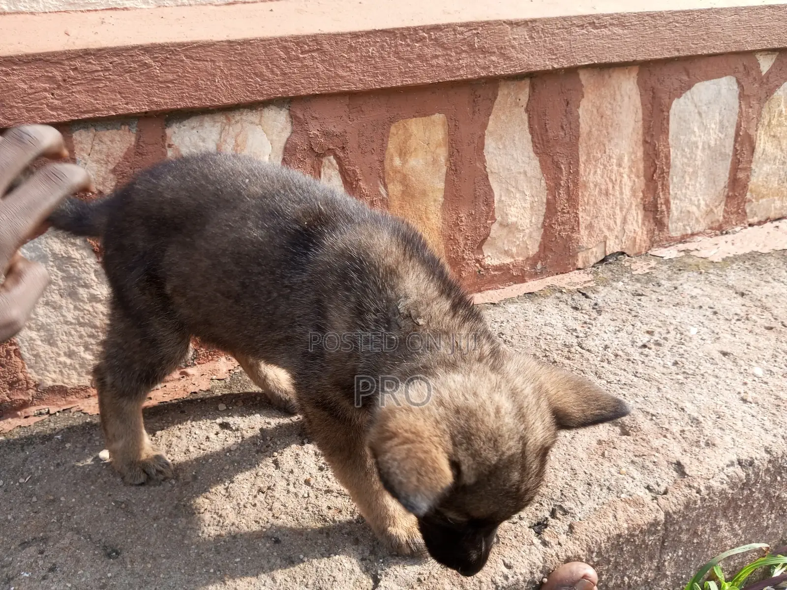 0-1 month Male Purebred German Shepherd