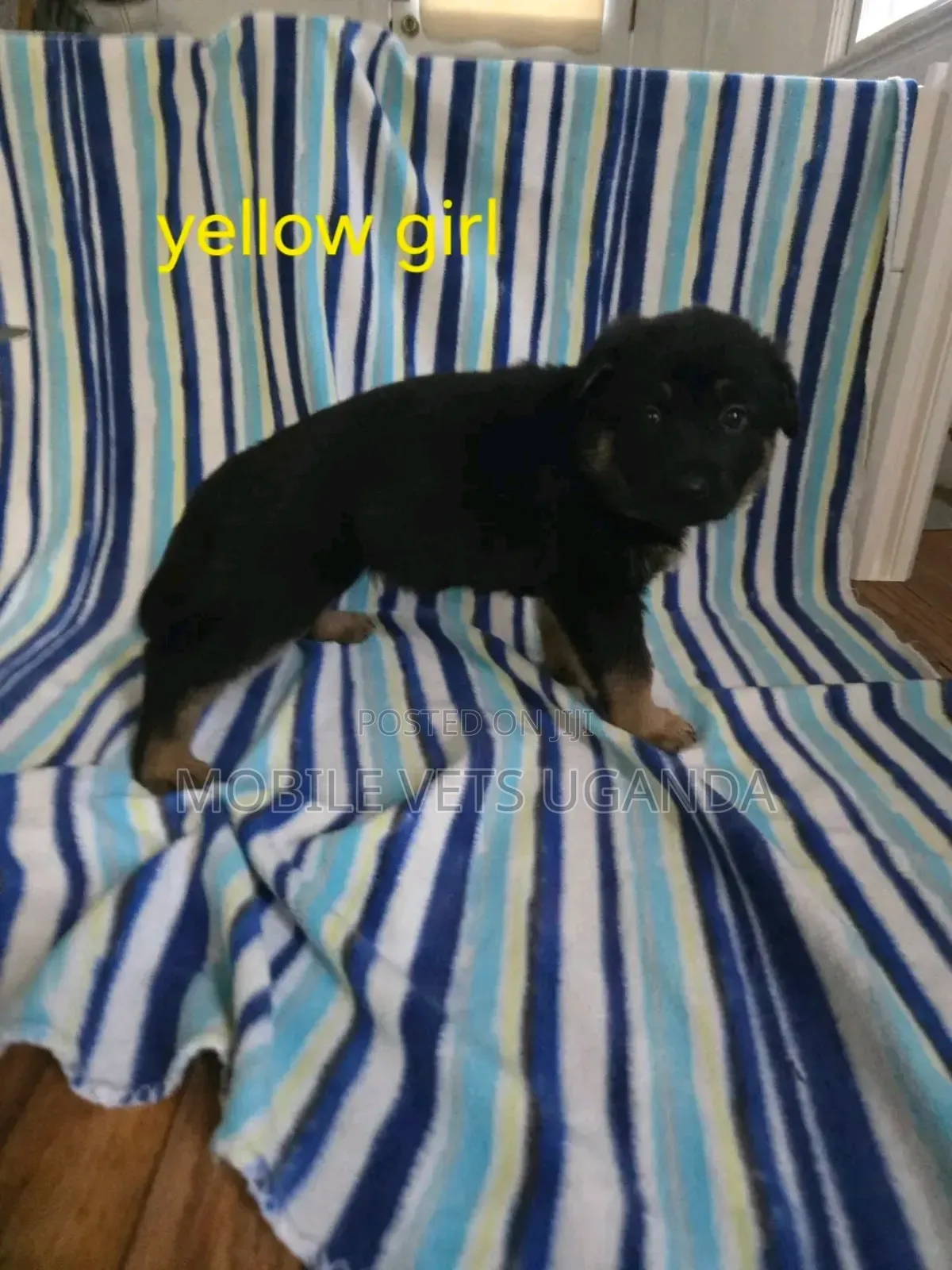 1-3 months Male Purebred German Shepherd