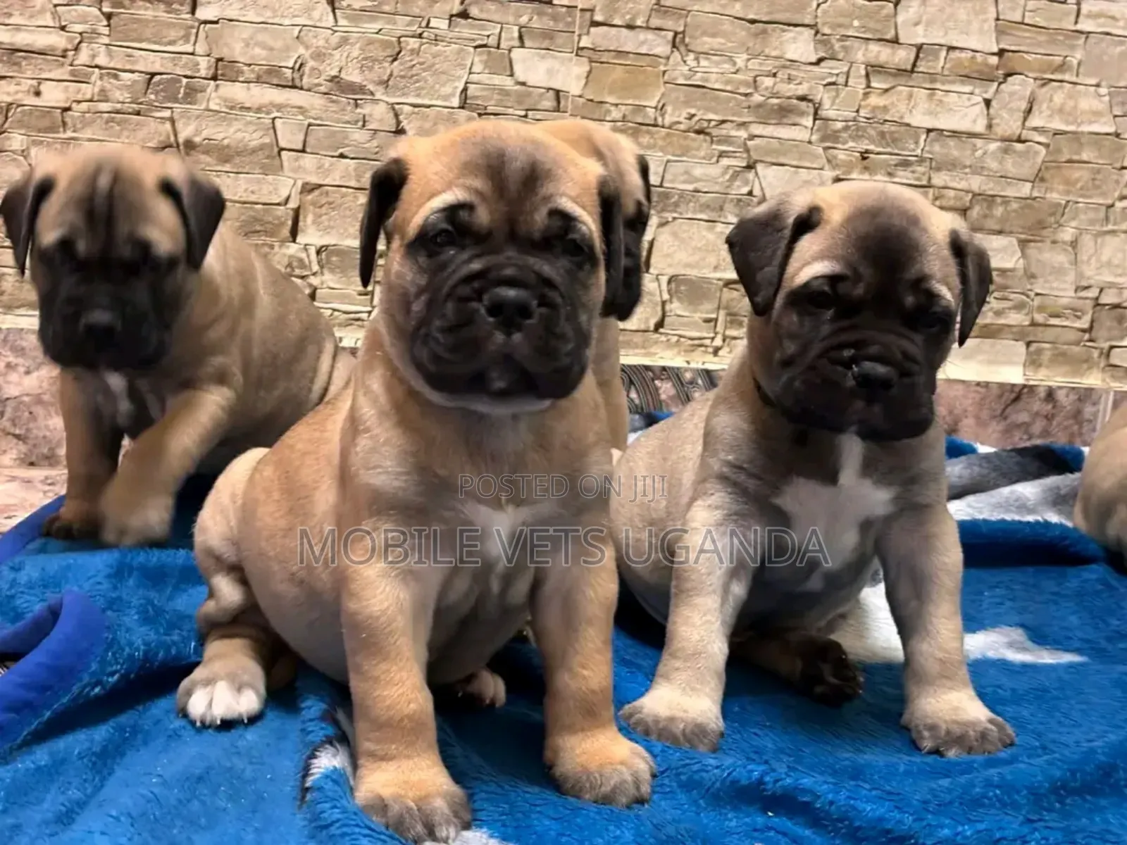 1-3 months Female Purebred Boerboel