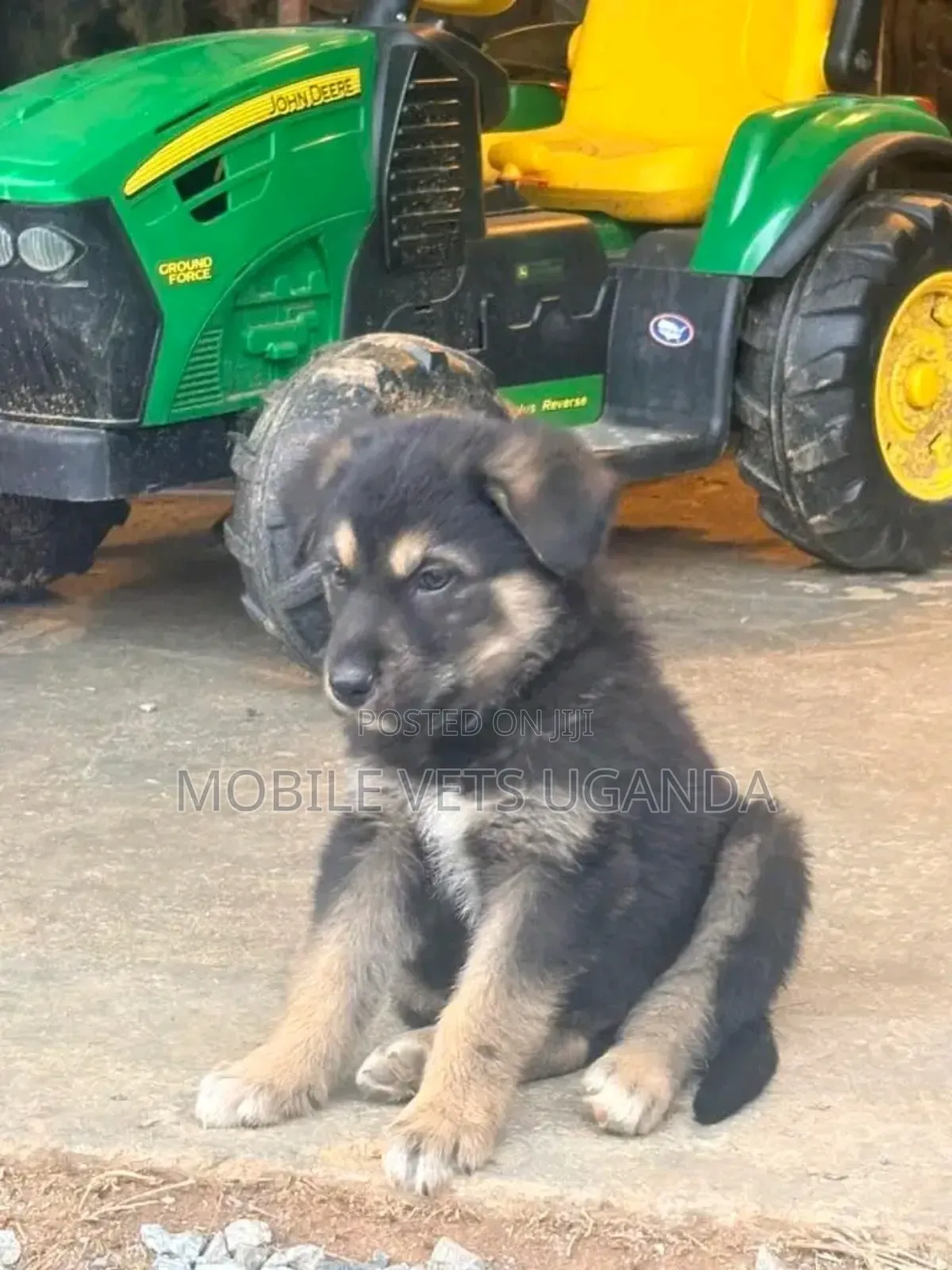 1-3 months Male Purebred German Shepherd