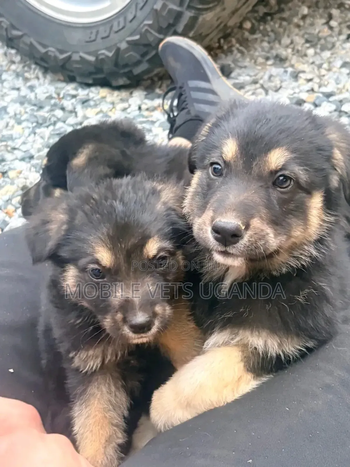 3-6 months Female Purebred German Shepherd
