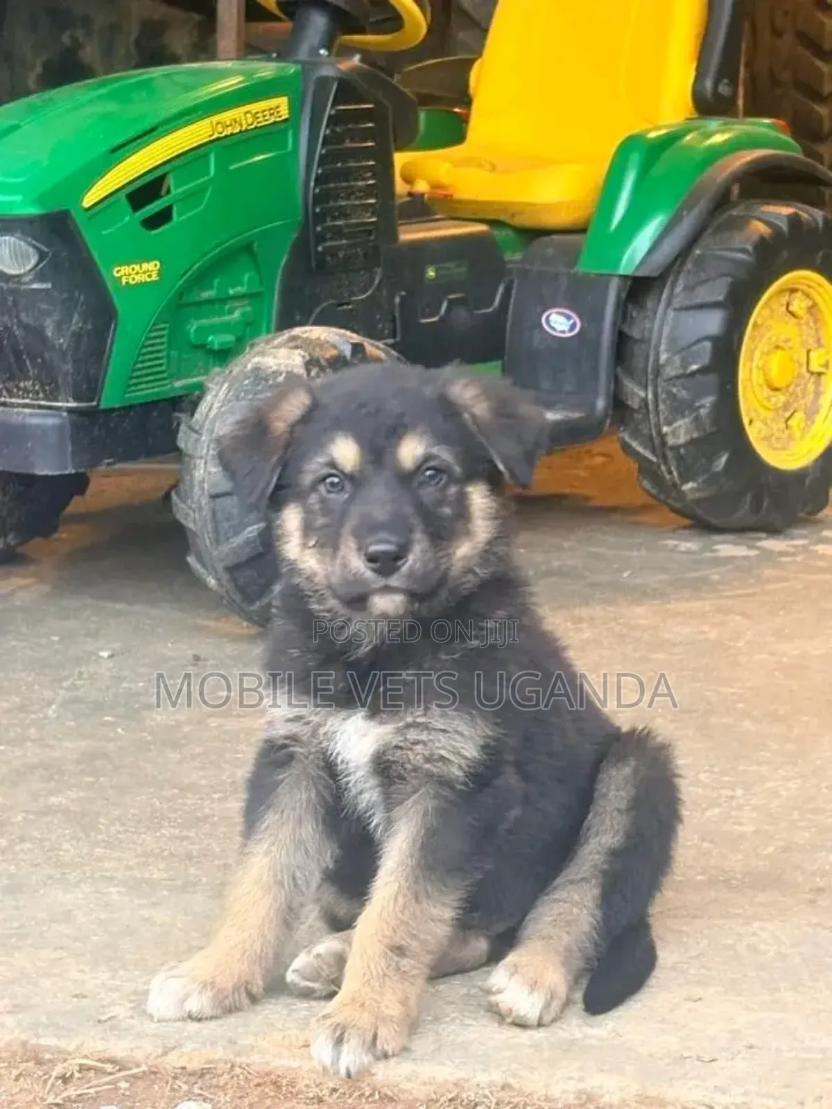 0-1 month Male Purebred German Shepherd