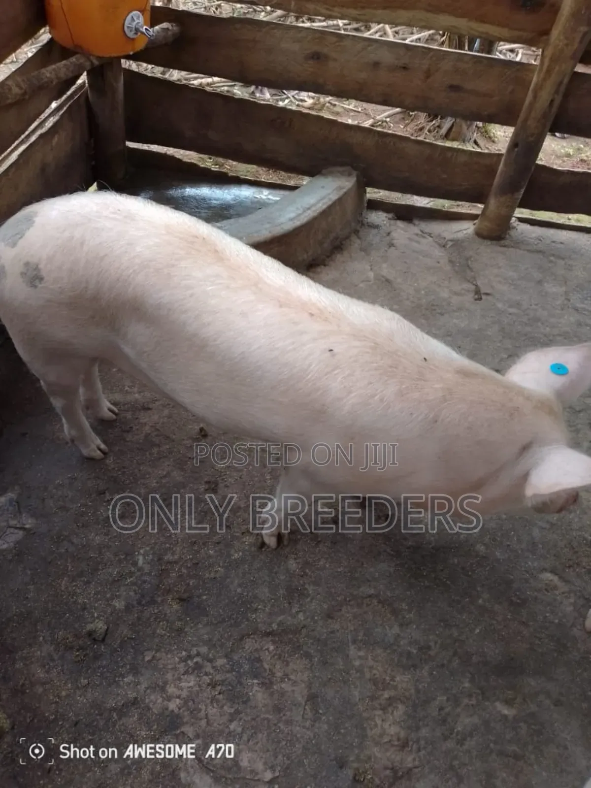 Pregnant Sows on Sell