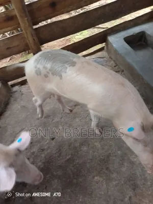 Pregnant Sows on Sell