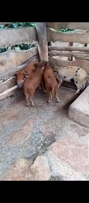 Durco Piglets on Sale