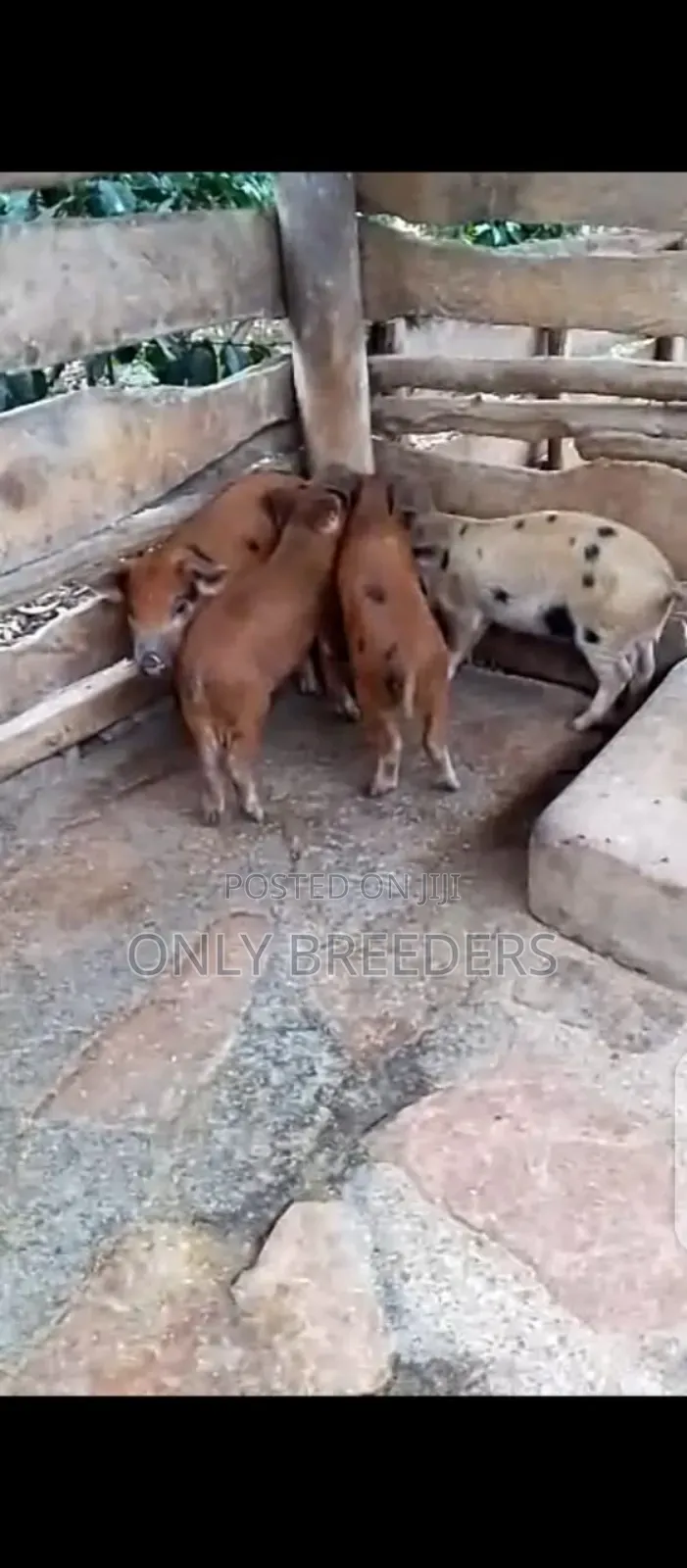 Durco Piglets on Sale