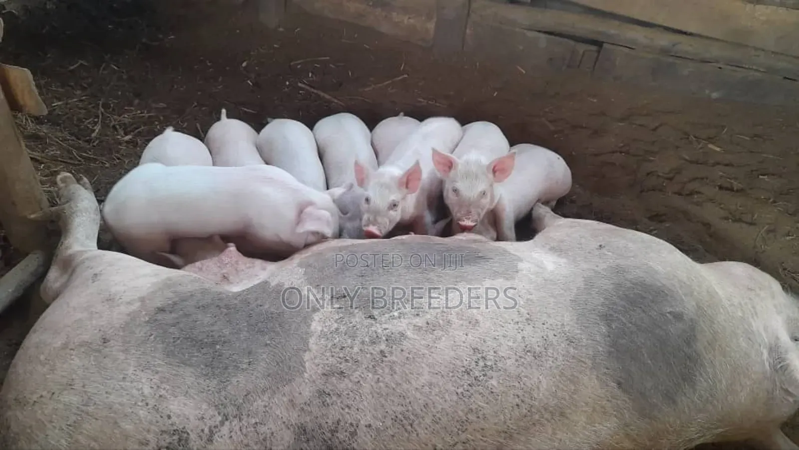 Piglets Sell for Any Inquriely Kindly Whatsapp for More Information 