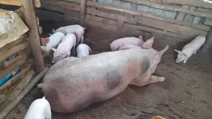 Piglets Sell for Any Inquriely Kindly Whatsapp for More Information 