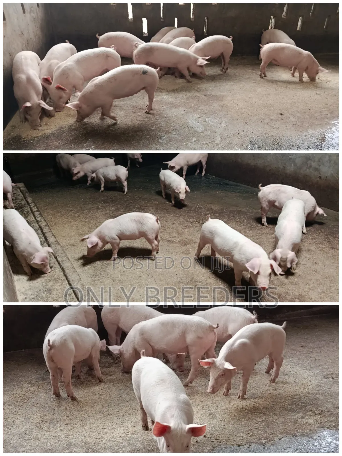 Piglets for Sale in 1.5 Months to Come at a Cheaper Price