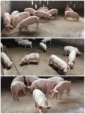Piglets for Sale in 1.5 Months to Come at a Cheaper Price