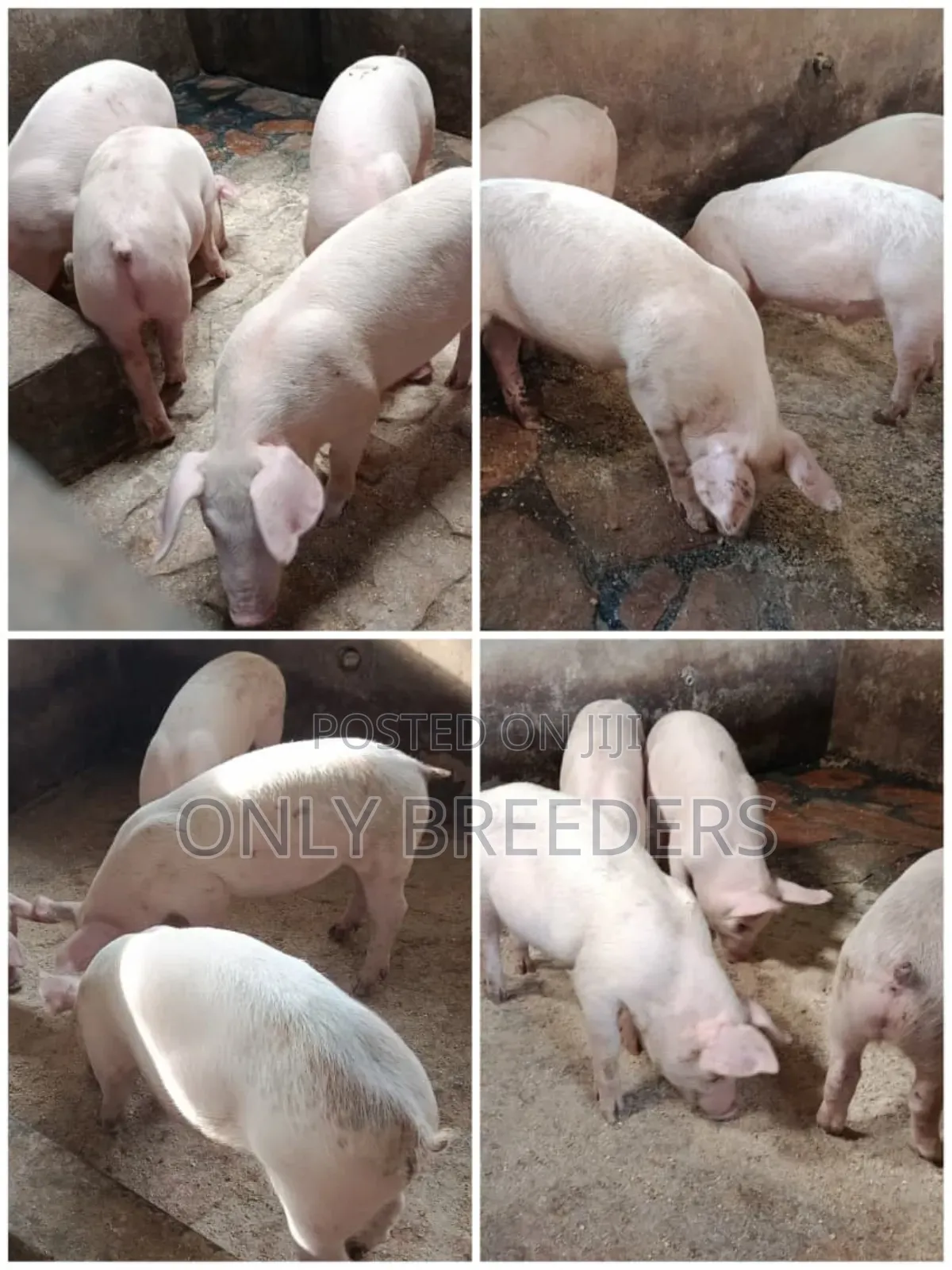 Piglets for Sale in 1.5 Months to Come at a Cheaper Price