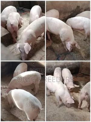 Piglets for Sale in 1.5 Months to Come at a Cheaper Price