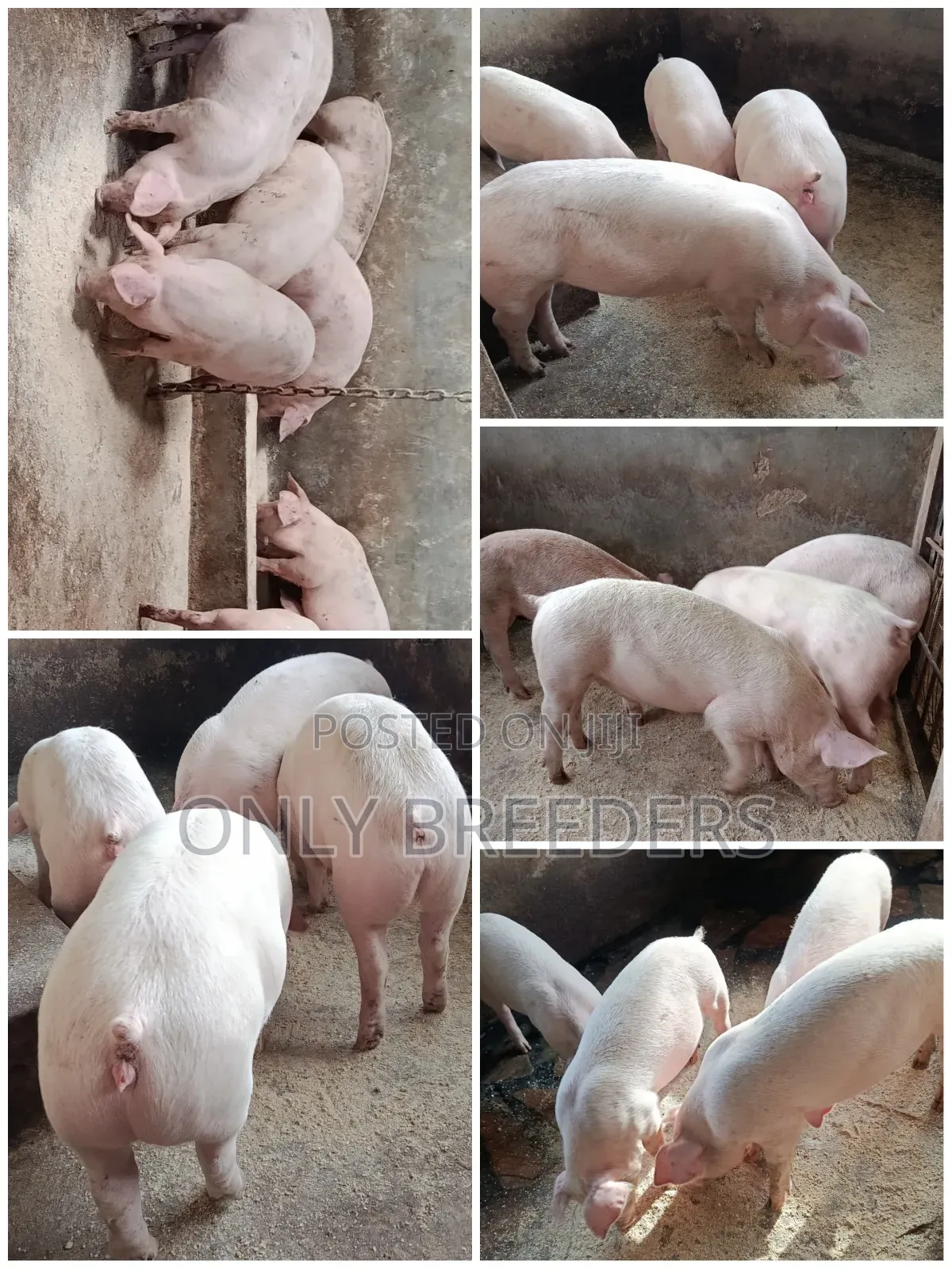 Piglets for Sale in 1.5 Months to Come at a Cheaper Price