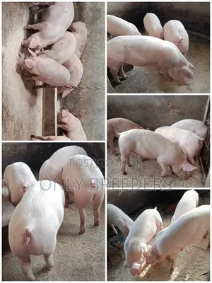 Piglets for Sale in 1.5 Months to Come at a Cheaper Price