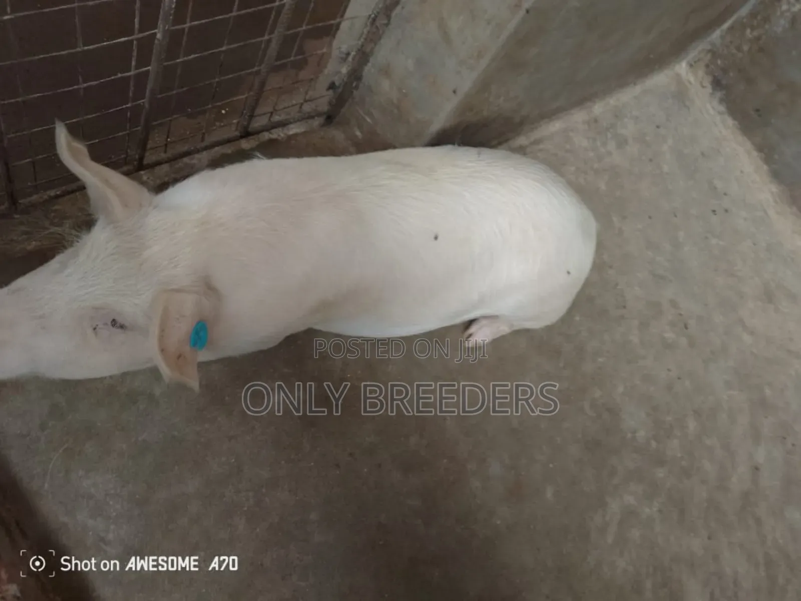 Pregnant Sow on Sell
