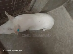 Pregnant Sow on Sell