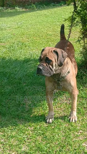 1+ year Female Purebred Boerboel