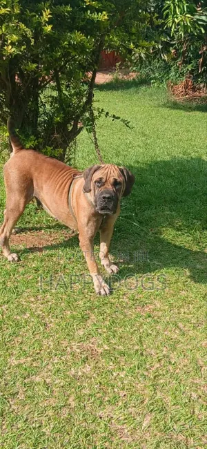 1+ year Female Purebred Boerboel