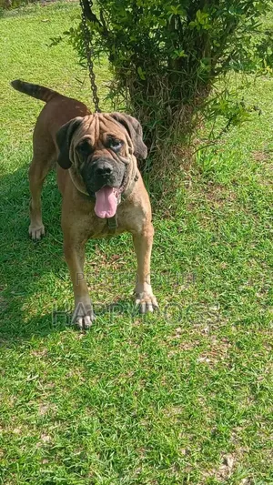 1+ year Female Purebred Boerboel