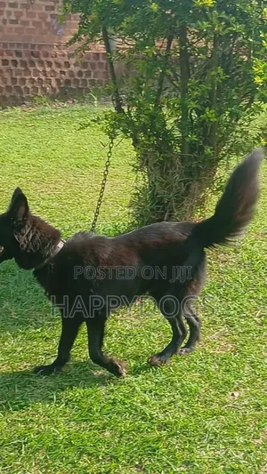 6-12 months Female Purebred German Shepherd