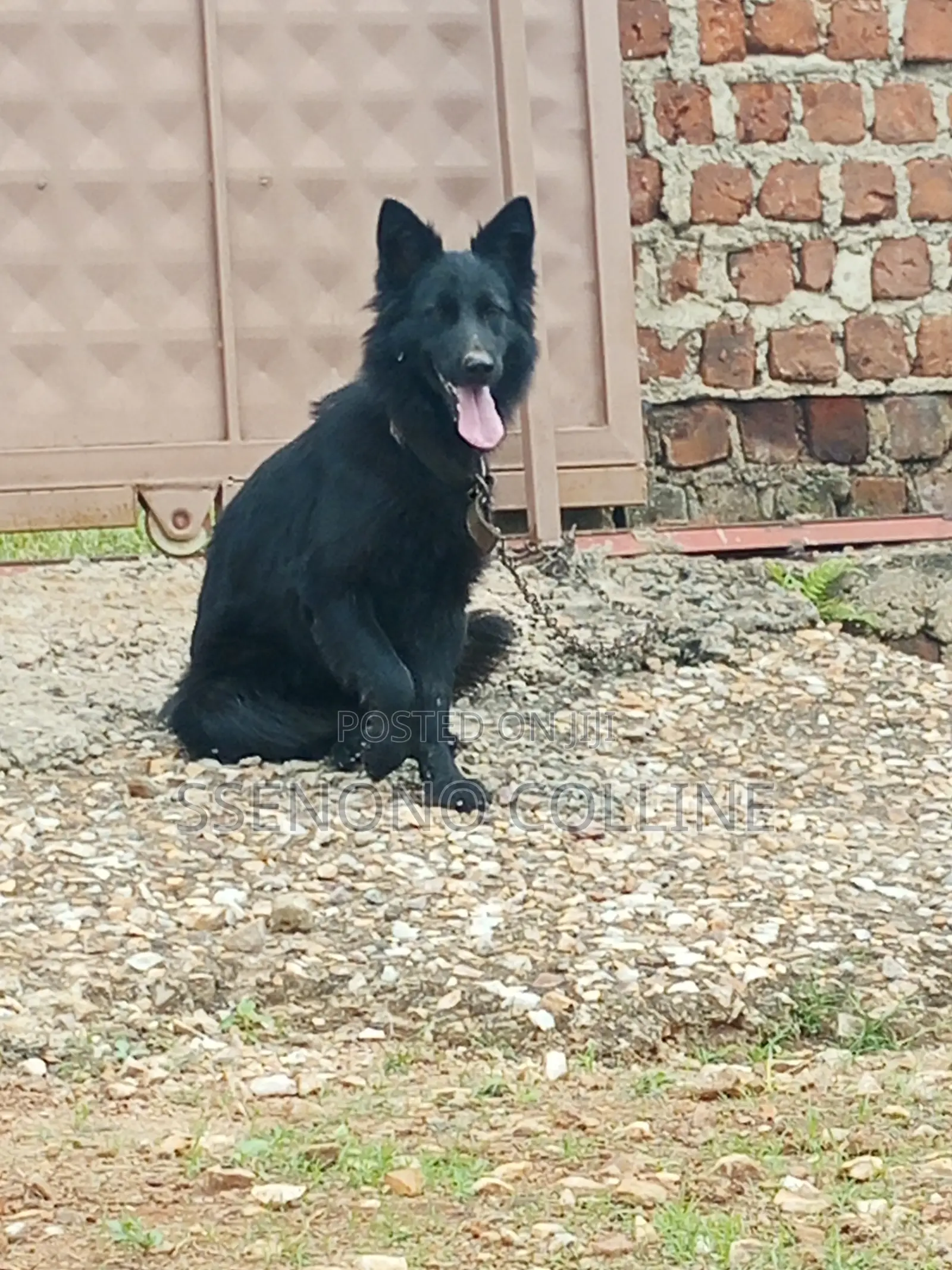 6-12 months Female Purebred German Shepherd