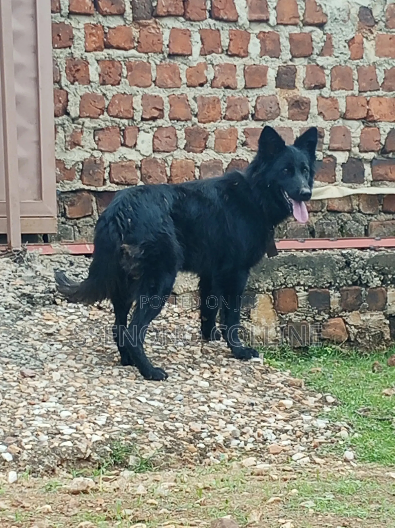 6-12 months Female Purebred German Shepherd