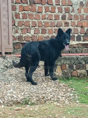 6-12 months Female Purebred German Shepherd