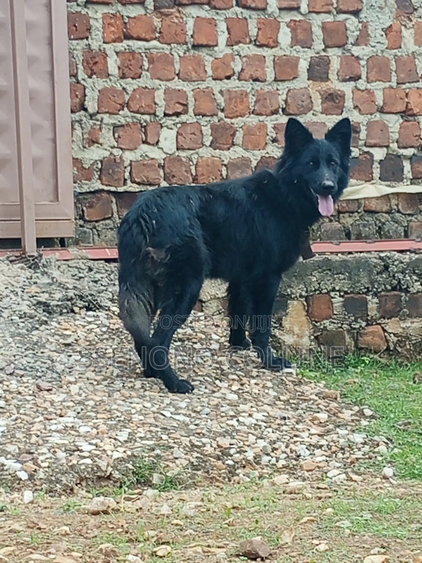 6-12 months Female Purebred German Shepherd