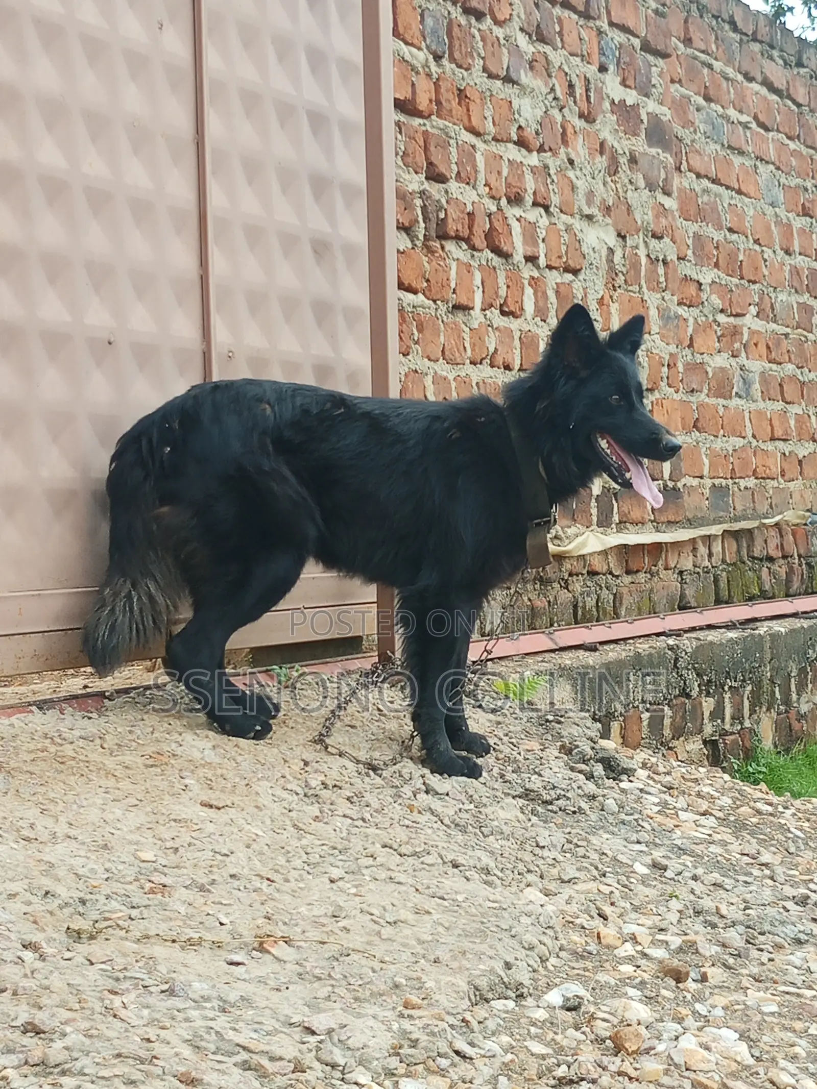 6-12 months Female Purebred German Shepherd