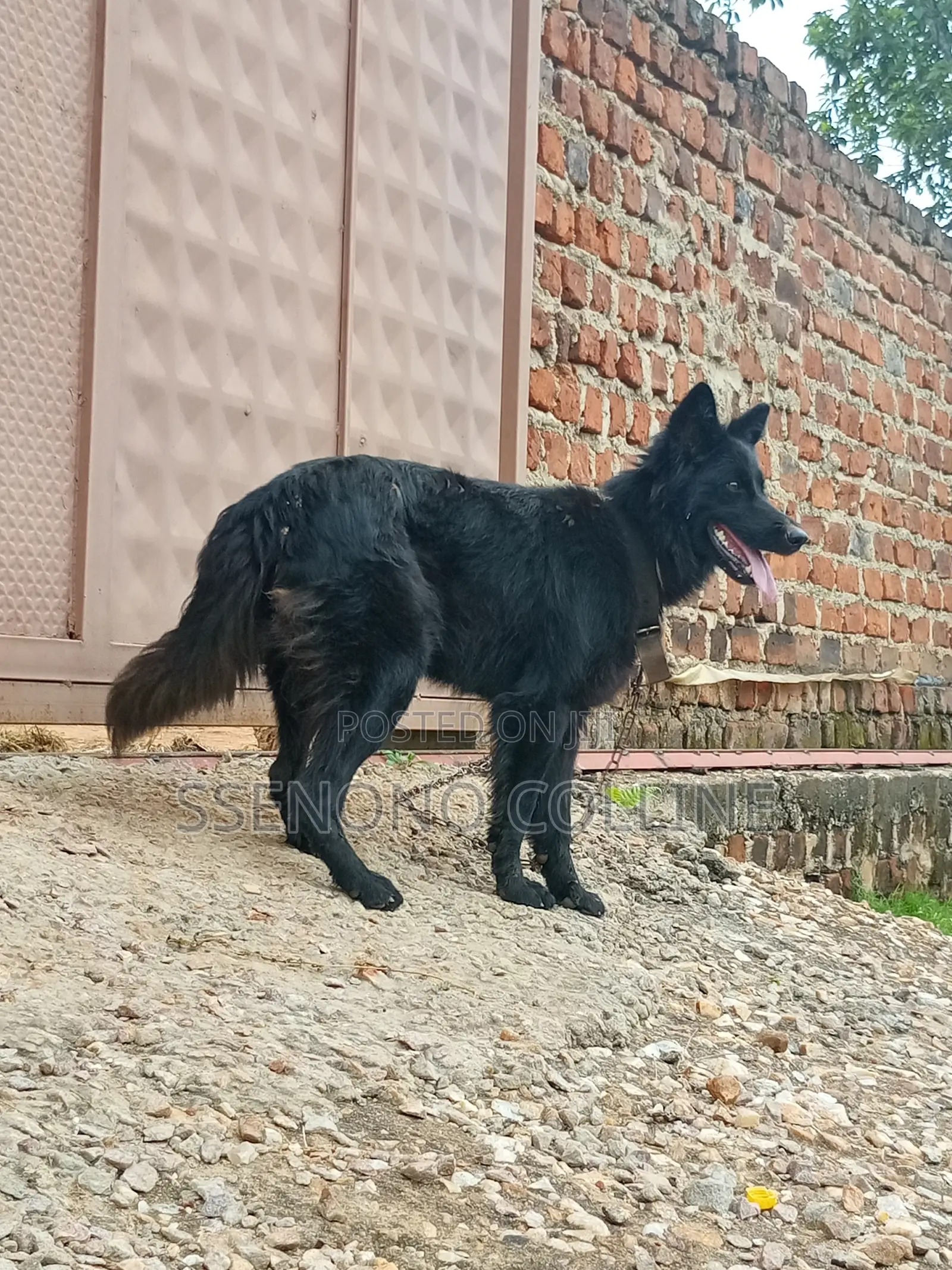 6-12 months Female Purebred German Shepherd